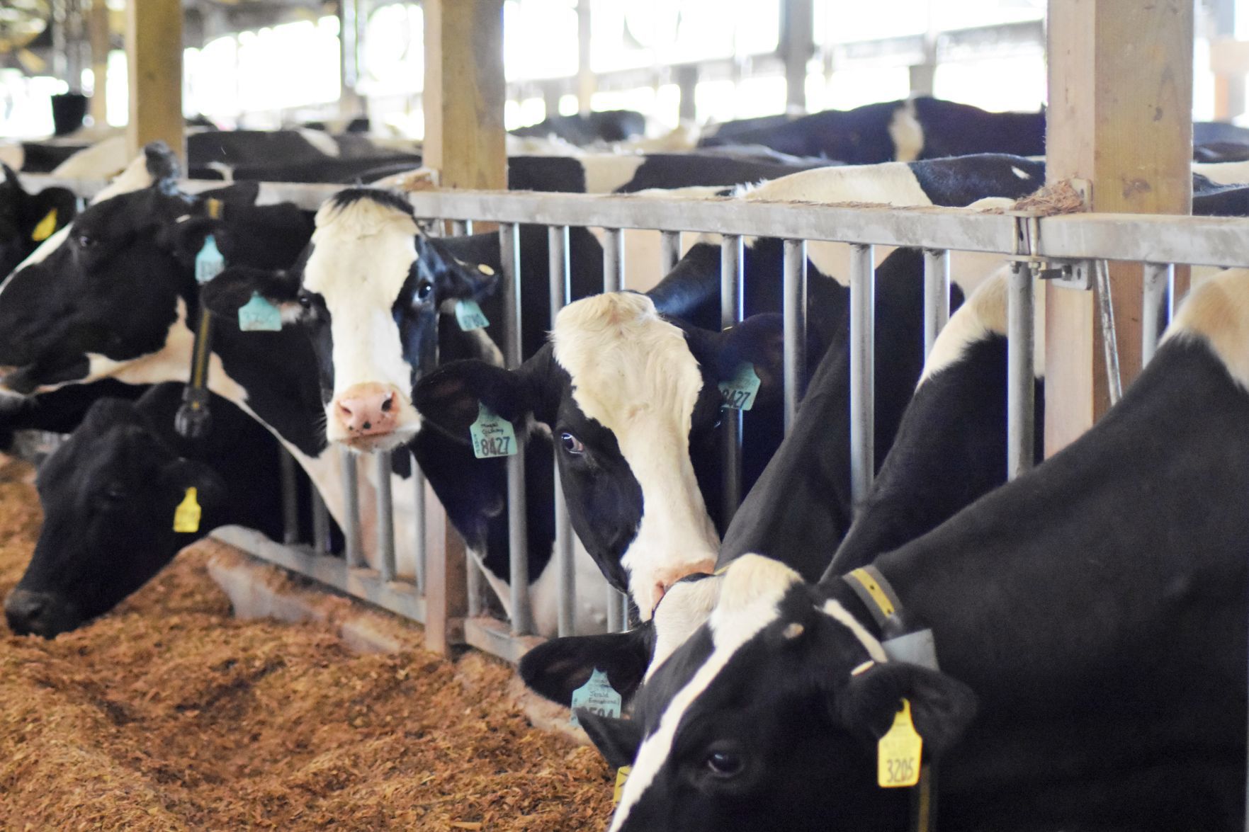 Dairy